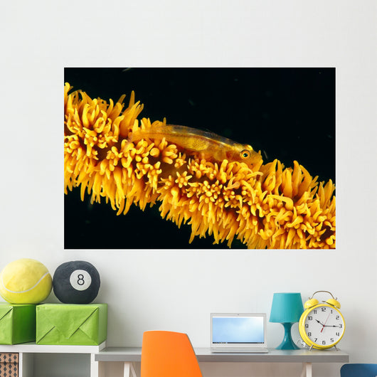 Indonesia, Goby On Wire Coral, Black Background, Wall Mural