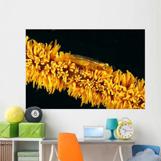 Indonesia, Goby On Wire Coral, Black Background, Wall Mural