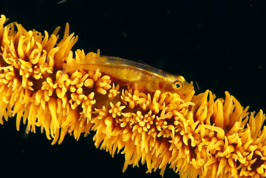 Indonesia, Goby On Wire Coral, Black Background, Wall Mural
