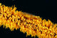 Indonesia, Goby On Wire Coral, Black Background, Wall Mural