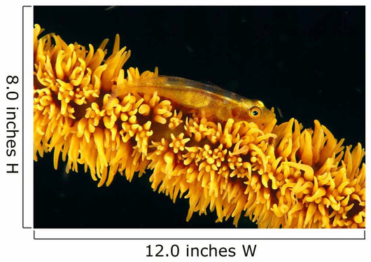 Indonesia, Goby On Wire Coral, Black Background, Wall Mural