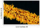 Indonesia, Goby On Wire Coral, Black Background, Wall Mural