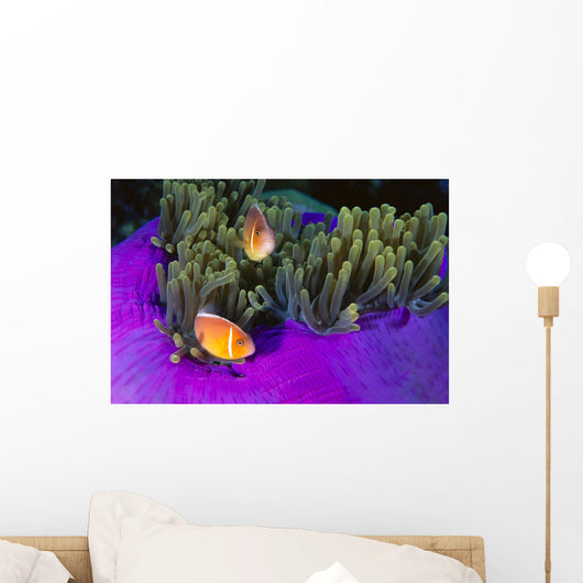 Malaysia, Anemonefish And Anemone Pair Wall Mural