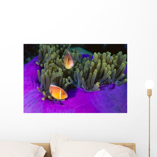 Malaysia, Anemonefish And Anemone Pair Wall Mural