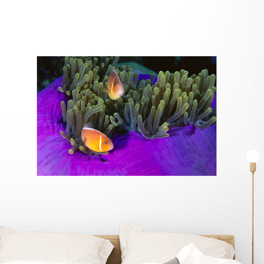 Malaysia, Anemonefish And Anemone Pair Wall Mural