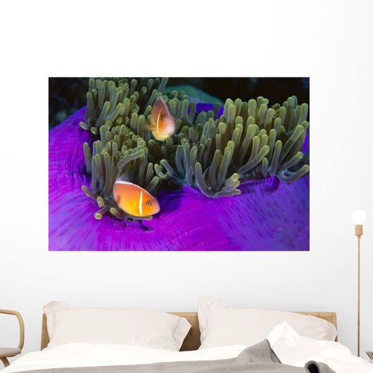 Malaysia, Anemonefish And Anemone Pair Wall Mural