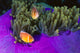 Malaysia, Anemonefish And Anemone Pair Wall Mural