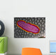 Fiji, Lau Islands, Flatworm Pink With Red And Yellow Around Edge Wall Mural