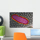 Fiji, Lau Islands, Flatworm Pink With Red And Yellow Around Edge Wall Mural