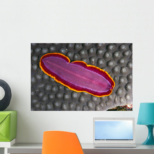 Fiji, Lau Islands, Flatworm Pink With Red And Yellow Around Edge Wall Mural
