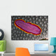 Fiji, Lau Islands, Flatworm Pink With Red And Yellow Around Edge Wall Mural