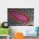 Fiji, Lau Islands, Flatworm Pink With Red And Yellow Around Edge Wall Mural