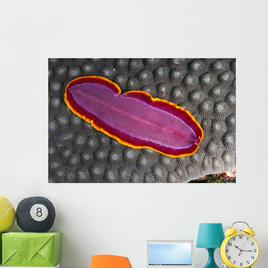 Fiji, Lau Islands, Flatworm Pink With Red And Yellow Around Edge Wall Mural