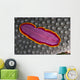 Fiji, Lau Islands, Flatworm Pink With Red And Yellow Around Edge Wall Mural