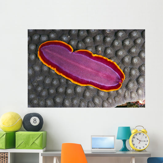 Fiji, Lau Islands, Flatworm Pink With Red And Yellow Around Edge Wall Mural