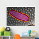 Fiji, Lau Islands, Flatworm Pink With Red And Yellow Around Edge Wall Mural