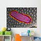 Fiji, Lau Islands, Flatworm Pink With Red And Yellow Around Edge Wall Mural
