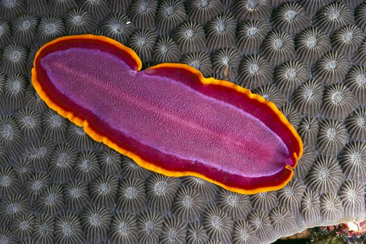 Fiji, Lau Islands, Flatworm Pink With Red And Yellow Around Edge Wall Mural