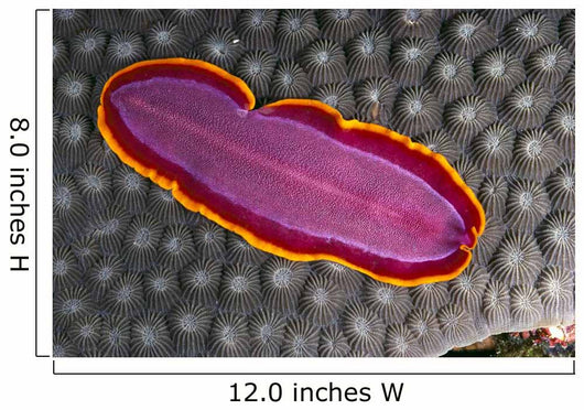 Fiji, Lau Islands, Flatworm Pink With Red And Yellow Around Edge Wall Mural