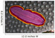 Fiji, Lau Islands, Flatworm Pink With Red And Yellow Around Edge Wall Mural