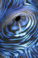 Australia, Exhaust Opening Of Giant Tridacna Clam, Wall Mural