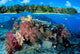 Fiji, Over/Under Reef Scene, Angelfish, Pygoplites Diacanthus Wall Mural