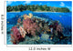 Fiji, Over/Under Reef Scene, Angelfish, Pygoplites Diacanthus Wall Mural