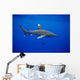 Hawaii, Oceanic Whitetip Shark Side View C2044 Wall Mural