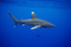 Hawaii, Oceanic Whitetip Shark Side View C2044 Wall Mural