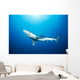 California, Blue Shark Clear Blue Water, Sunburst Wall Mural