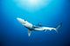 California, Blue Shark Clear Blue Water, Sunburst Wall Mural