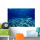 Hawaii, Close-Up Of Tiger Shark Shallow Reef Wall Mural