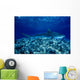 Hawaii, Close-Up Of Tiger Shark Shallow Reef Wall Mural