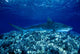 Hawaii, Close-Up Of Tiger Shark Shallow Reef Wall Mural