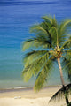 Tropical Beach With Palm Foreground, Beach Chair Distance Wall Mural