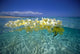 Over/Under Plumeria Lei Floating Ocean Surface Wall Mural