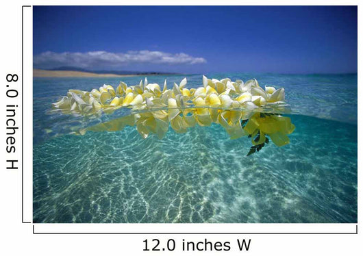 Over/Under Plumeria Lei Floating Ocean Surface Wall Mural