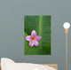 Pink Plumeria Flower On Banana Leaf, Raindrops Detail Wall Mural