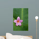 Pink Plumeria Flower On Banana Leaf, Raindrops Detail Wall Mural