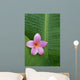 Pink Plumeria Flower On Banana Leaf, Raindrops Detail Wall Mural