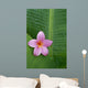 Pink Plumeria Flower On Banana Leaf, Raindrops Detail Wall Mural