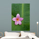 Pink Plumeria Flower On Banana Leaf, Raindrops Detail Wall Mural