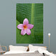 Pink Plumeria Flower On Banana Leaf, Raindrops Detail Wall Mural