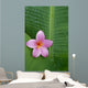 Pink Plumeria Flower On Banana Leaf, Raindrops Detail Wall Mural