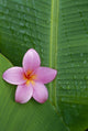 Pink Plumeria Flower On Banana Leaf, Raindrops Detail Wall Mural