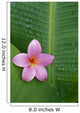 Pink Plumeria Flower On Banana Leaf, Raindrops Detail Wall Mural
