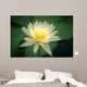 Close-Up Of One White Lily Blossom In Pond, Green Leaves Background Wall Mural