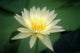 Close-Up Of One White Lily Blossom In Pond, Green Leaves Background Wall Mural
