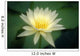 Close-Up Of One White Lily Blossom In Pond, Green Leaves Background Wall Mural