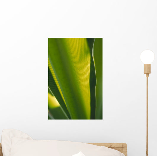 Close-Up Of Ginger Plant Leaf Yellow Green Wall Mural